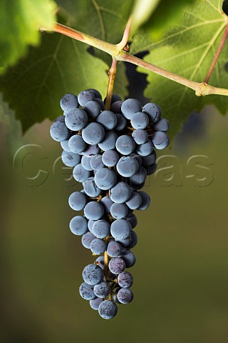 Cabernet Sauvignon grapes in vineyard of Bodega Noemia Rio Negro Patagonia Argentina