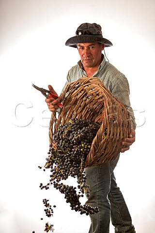 Picker with wicker basket of Merlot grapes Chile