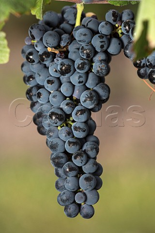 Pinot Noir grapes in vineyard of Bodega Noemia Rio Negro Patagonia Argentina