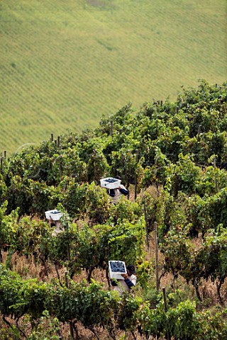 Harvesting Cabernet Sauvignon grapes in a hillside vineyard of Via Chocalan Melipilla Chile  Maipo Valley
