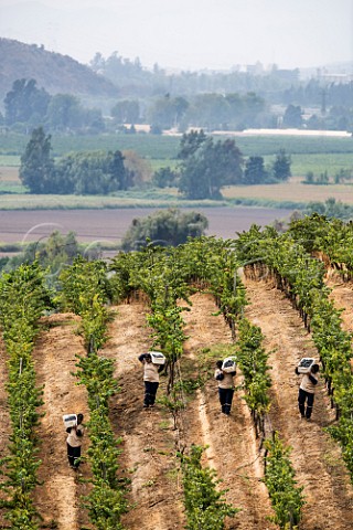 Harvesting Cabernet Sauvignon grapes in a hillside vineyard of Via Chocalan Melipilla Chile  Maipo Valley