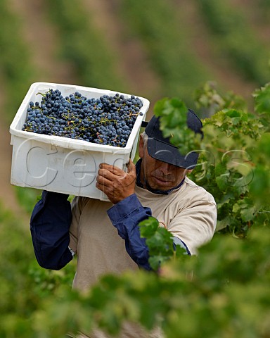 Harvesting Cabernet Sauvignon grapes in a hillside vineyard of Via Chocalan Melipilla Chile Maipo Valley