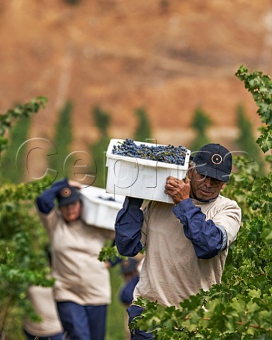 Harvesting Cabernet Sauvignon grapes in a hillside vineyard of Via Chocalan Melipilla Chile Maipo Valley