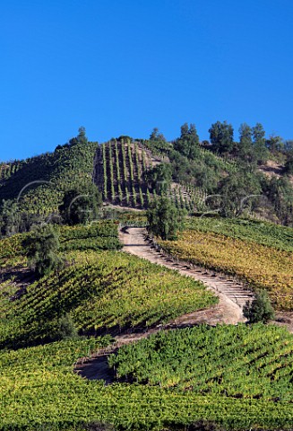 Syrah and Pinot Noir vineyards on Nimbus Estate of Via Casablanca Casablanca Valley Chile