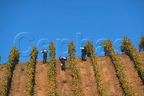 Workers carrying crate of grapes in vineyard on Nimbus Estate of Via Casablanca Casablanca Valley Chile