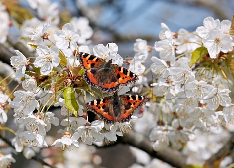 Pair of courting Small Tortoiseshell butterflies on Cherry flowers Hurst Meadows East Molesey Surrey UK
