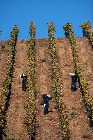 Workers carrying crate of grapes in vineyard on Nimbus Estate of Via Casablanca Casablanca Valley Chile