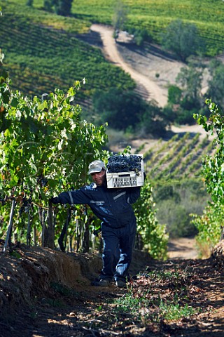 Worker carrying crate of grapes in steep vineyard on Nimbus Estate of Via Casablanca Casablanca Valley Chile