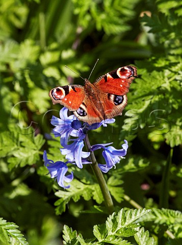 Peacock butterfly perched on bluebell flower  Hurst Meadows East Molesey Surrey UK