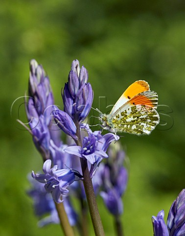 Orange Tip male nectaring on Bluebell flowers  Hurst Meadows East Molesey Surrey UK
