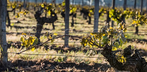 Frost damaged vines during the subzero temperatures of April 2017 Pomerol Gironde France  Pomerol  Bordeaux