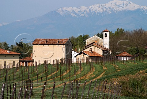 Nebbiolo vineyard of Tenute Sella in early spring Ceretto Castell Piedmont Italy  Biella