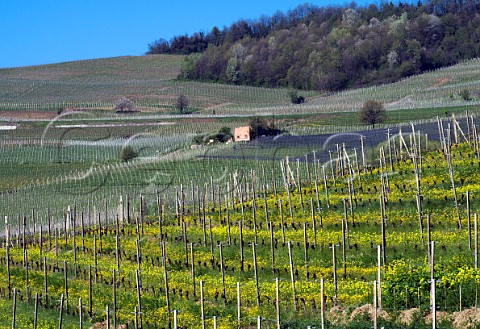 Spring flowers in the Cerequio vineyard of Michele Chiarlo La Morra Piemonte Italy Barolo
