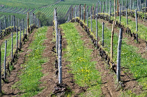 Nebbiolo vines in early spring in the Cerequio vineyard of Michele Chiarlo La Morra Piedmont Italy Barolo