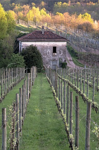 Vineyards of Le Piane in early spring Boca Piedmont Italy Boca