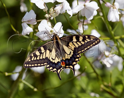 Swallowtail nectaring on Sweet Rocket in the garden of the RSPB centre at Strumpshaw Fen Norfolk England