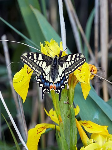 Swallowtail nectaring on Yellow Iris Strumpshaw Fen Norfolk England