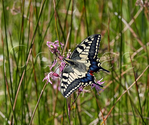 Swallowtail nectaring on RaggedRobin in the meadow at Strumpshaw Fen Norfolk England
