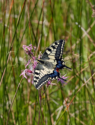 Swallowtail nectaring on RaggedRobin in the meadow at Strumpshaw Fen Norfolk England