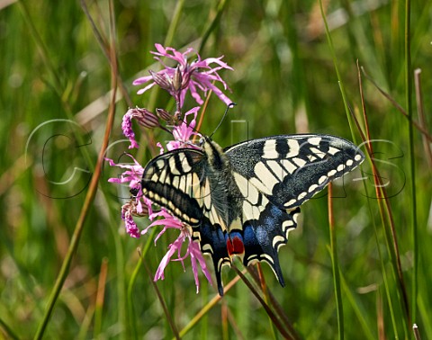 Swallowtail nectaring on Ragged Robin in the meadow at Strumpshaw Fen Norfolk England