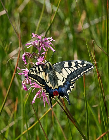 Swallowtail nectaring on Ragged Robin in the meadow at Strumpshaw Fen Norfolk England
