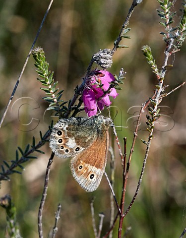 Large Heath butterfly perched on Crossleaved Heath flowers   Whixall Moss Shropshire England