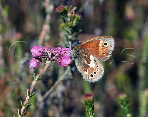 Large Heath butterfly perched on Crossleaved Heath flowers   Whixall Moss Shropshire England