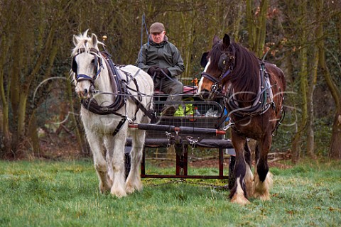 Shire Horses of Operation Centaur pulling a light harrow over the grassland of Hurst Meadows East Molesey Surrey UK
