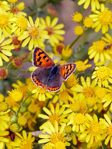 Small Copper nectaring on Ragwort flowers Hurst Meadows East Molesey Surrey UK