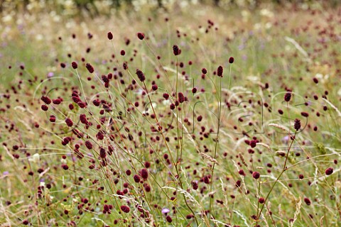 Great Burnet in flower Hurst Meadows East Molesey Surrey UK