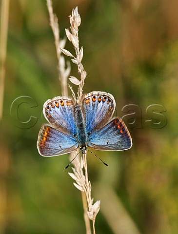 Common Blue female perched on grass Hurst Meadows East Molesey Surrey UK