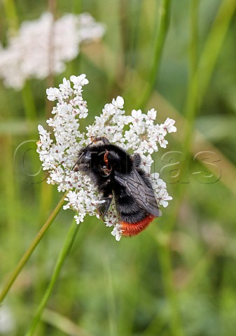 Redtailed Bumblebee on Wild Carrot flowers Hurst Meadows East Molesey Surrey UK