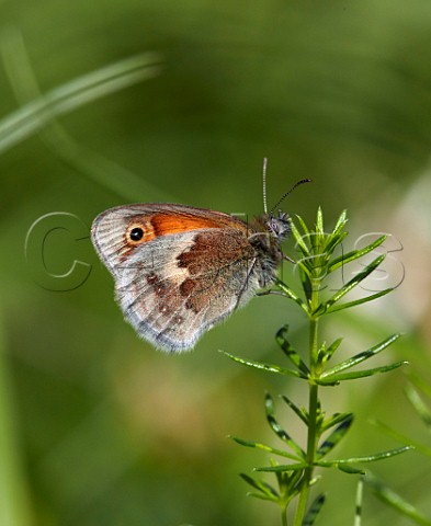 Small Heath butterfly perched on Ladys Bedstraw Hurst Meadows East Molesey Surrey UK