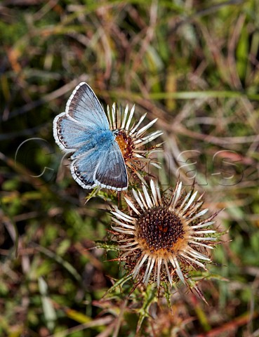 Chalkhill Blue nectaring on Carline Thistle Denbies Hillside Ranmore Common Surrey UK