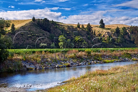 Vineyard by the Omaka River near Renwick Marlborough New Zealand  Omaka Valley