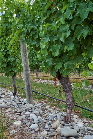 Sauvignon Blanc vines and greywacke stones in vineyard of Matua in the Wairau Valley Blenheim Marlborough New Zealand