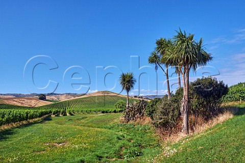 Cabbage Trees by Yarrum Vineyard of the Sutherland Family growers for Dog Point Greywacke and Nautilus  On the ridge between Ben Morven and Brancott Valleys Blenheim Marlborough New Zealand