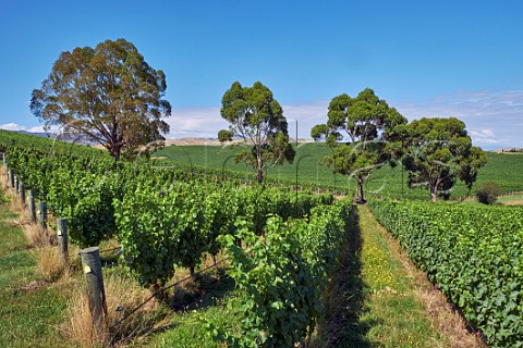 Sauvignon Blanc vines in Yarrum Vineyard of the Sutherland Family  Brancott Valley Marlborough New Zealand