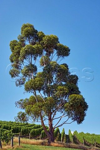Eucalyptus tree in vineyards Brancott Valley Marlborough New Zealand