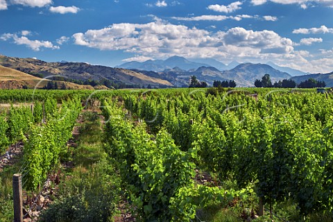 Cattlemans Bluff Vineyard of Indevin high in the Awatere River valley  Seddon Marlborough New Zealand  Awatere Valley