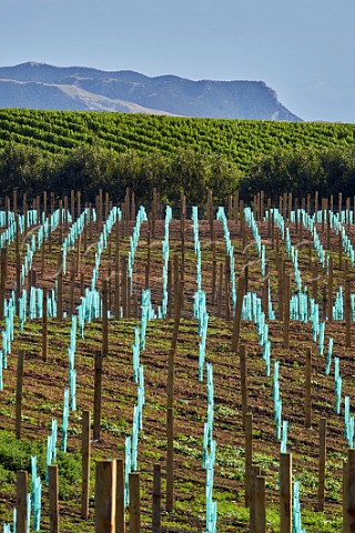 New vineyard of Yealands Estate Seddon Marlborough New Zealand  Awatere Valley