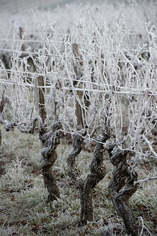 Frost covered vines in vineyard in the EntreDeuxMers region Gironde France Bordeaux