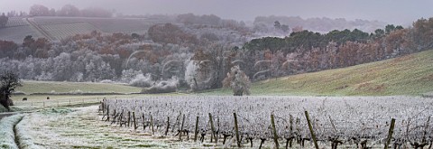 Frost on vineyard in the EntreDeuxMers region Gironde France  Bordeaux