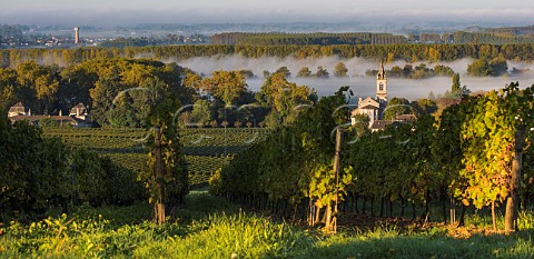 Morning fog over vineyards at Loupiac Gironde Aquitaine France  Loupiac  Bordeaux