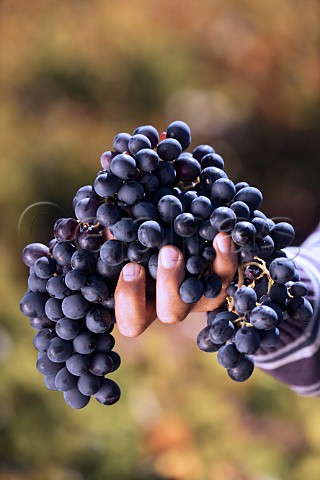 Hand holding bunches of Cinsault grapes  Itata Valley Chile