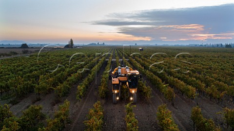 Machine harvesting of Cabernet Sauvignon grapes in vineyard of Los Vascos Colchagua Valley Chile