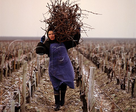 Collecting Cabernet Sauvignon prunings for burning on a frosty morning in early January Chteau LovilleBarton StJulien Gironde France Mdoc  Bordeaux