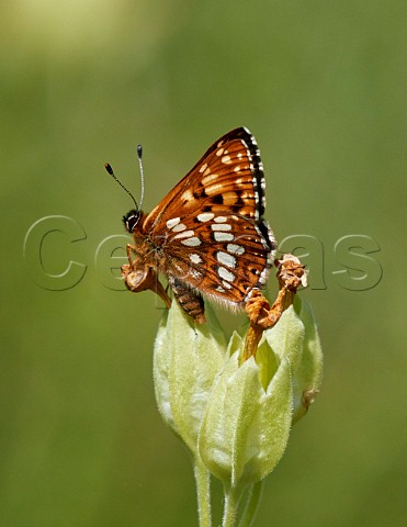 Duke of Burgundy butterfly on cowslip flowers Noar Hill Nature Reserve Selborne Hampshire England