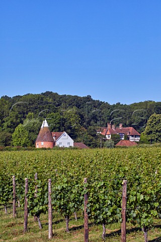 Oast House Meadow vineyard of Hush Heath Estate with the oast house and manor house beyond Staplehurst Kent England
