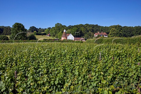 Oast House Meadow vineyard of Hush Heath Estate with the oast house and manor house beyond Staplehurst Kent England